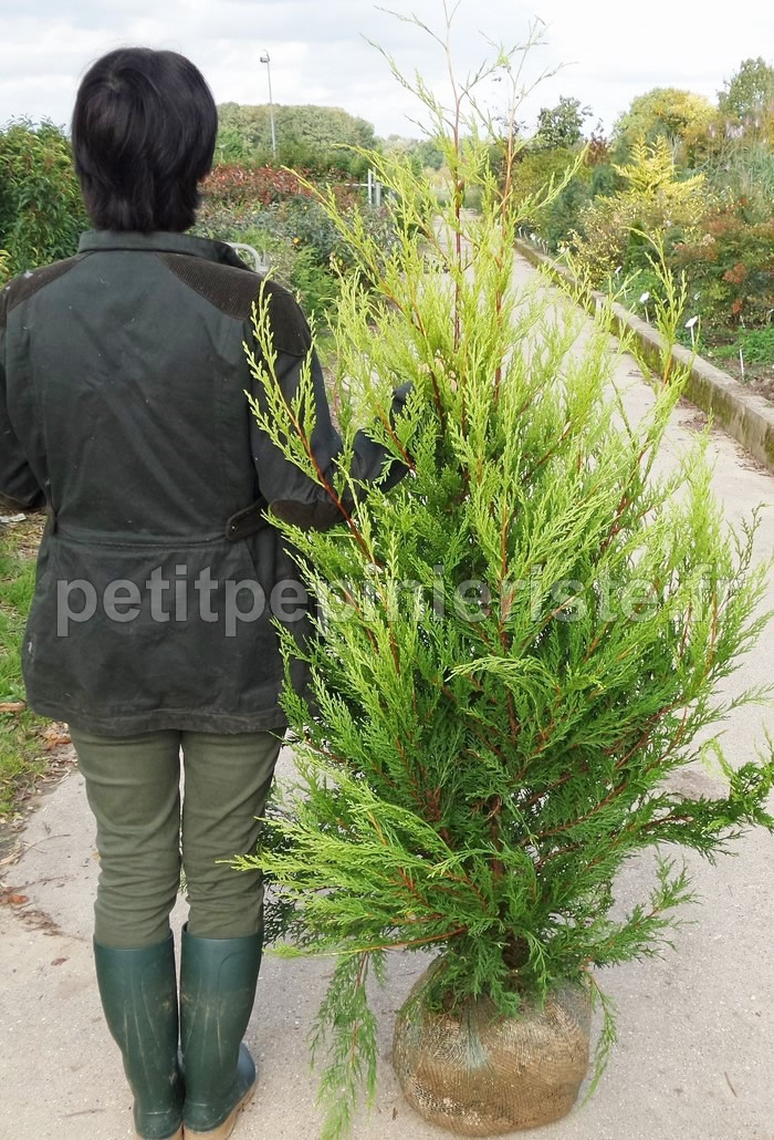 cyprès de leyland doré pas cher